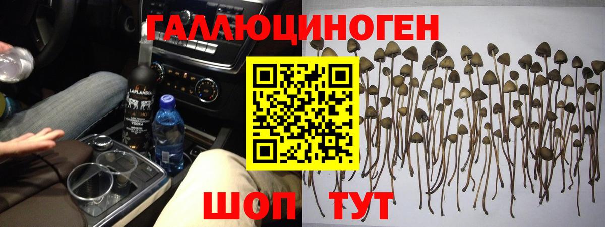 Галлюциногенные грибы Psilocybine cubensis Анапа